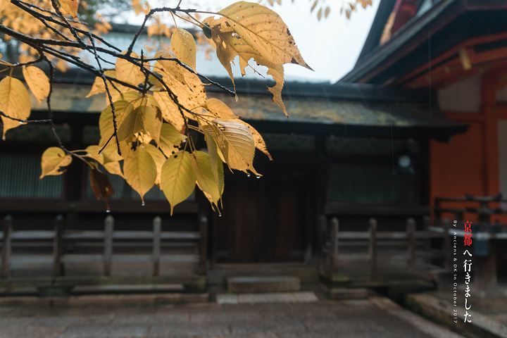 21在祗园和清水寺一带 属于来京都必去的景点 和所有神社一样 在主殿附近可以买到本神社的护身符和朱印 八坂神社 评论 去哪儿攻略