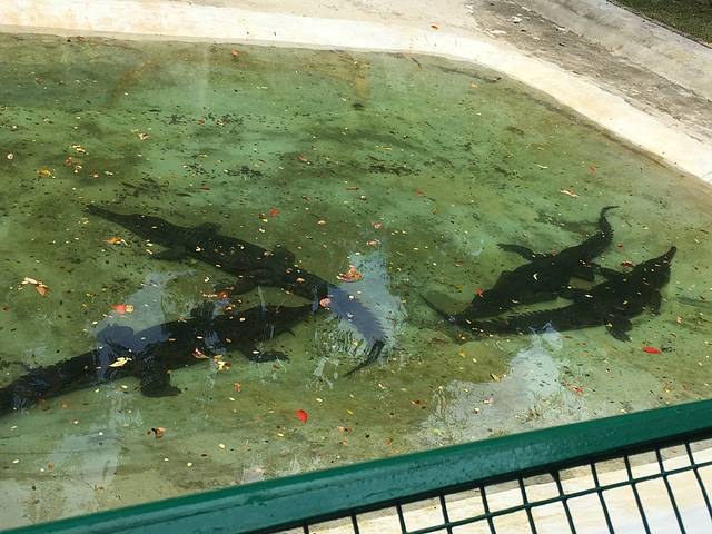 兰卡威鳄鱼公园