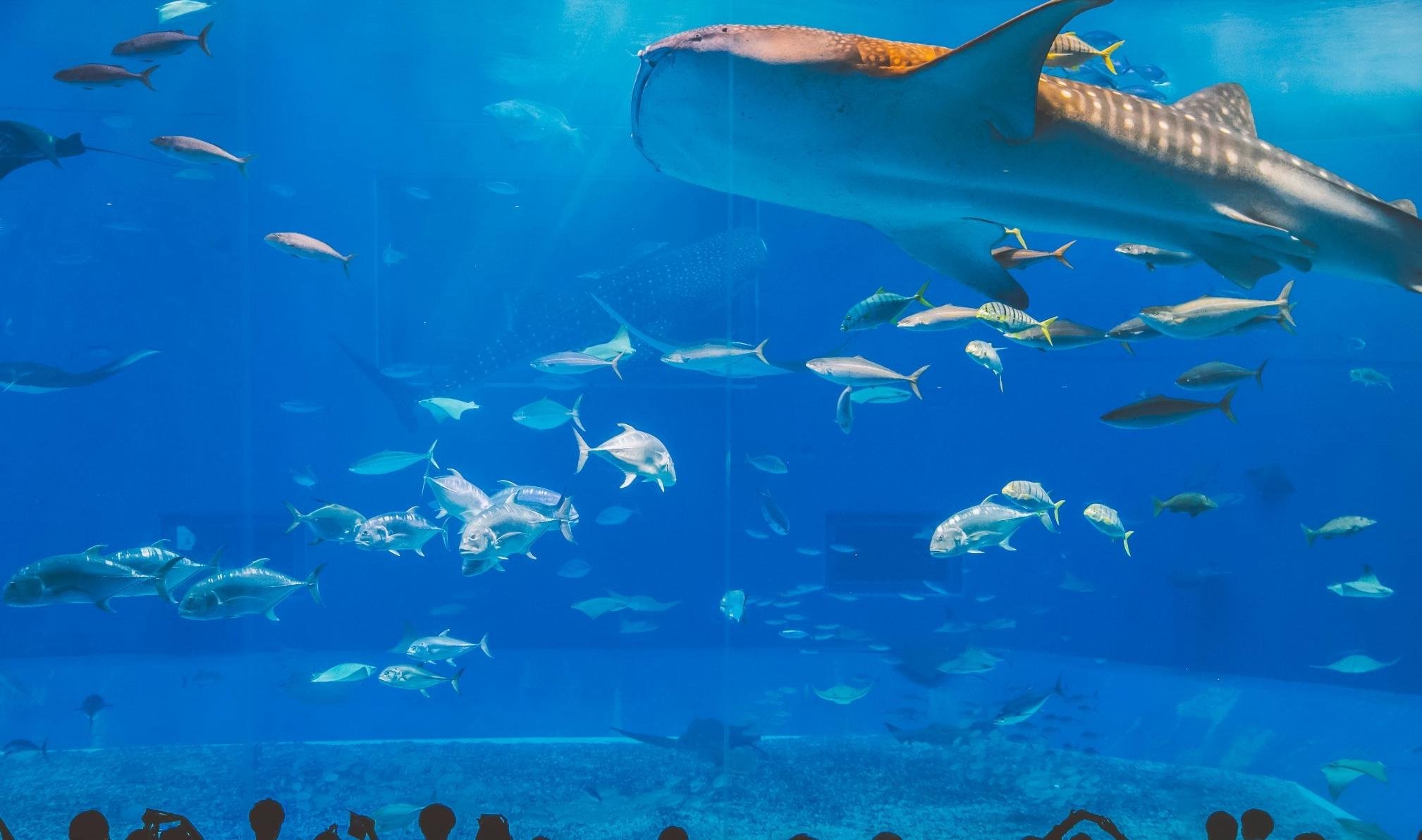 分,但绝对是最有吸引力的部分(另外热带都市绿化植物园,海洋文化村