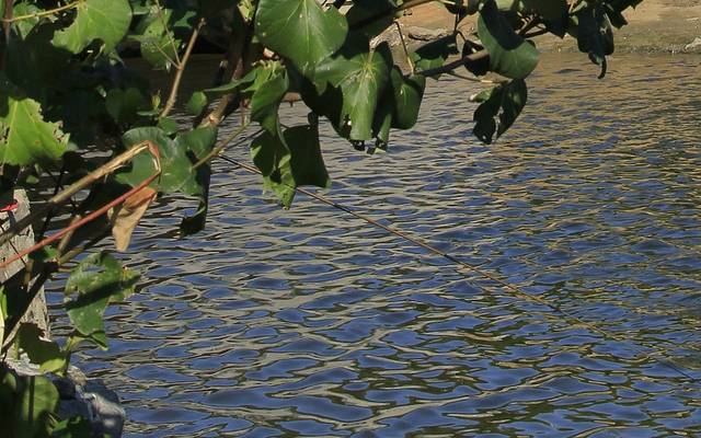 河西红树林公园