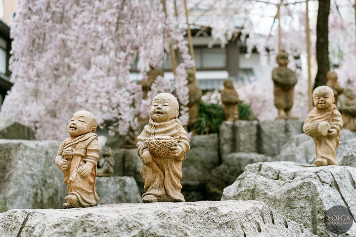 "...们工作室附近的樱花景点，就是这个光明幼稚园，日本很多幼稚园在门口都会有棵樱花树，是不是很可爱呢_顶法寺"的评论图片