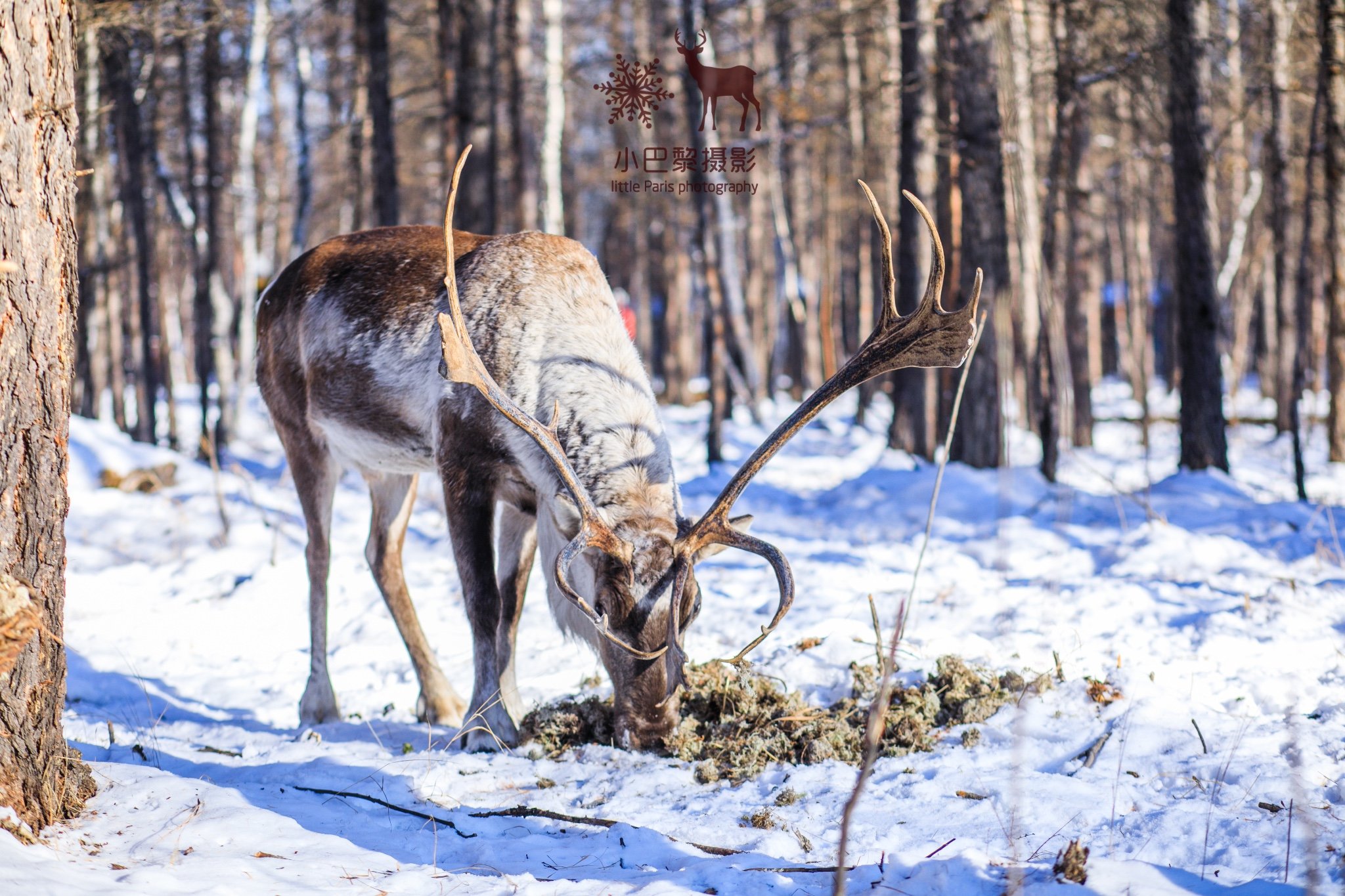 2024敖鲁古雅驯鹿之乡游玩攻略,我觉得也很好看喃.but,我们.