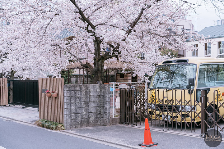 "...们工作室附近的樱花景点，就是这个光明幼稚园，日本很多幼稚园在门口都会有棵樱花树，是不是很可爱呢_顶法寺"的评论图片