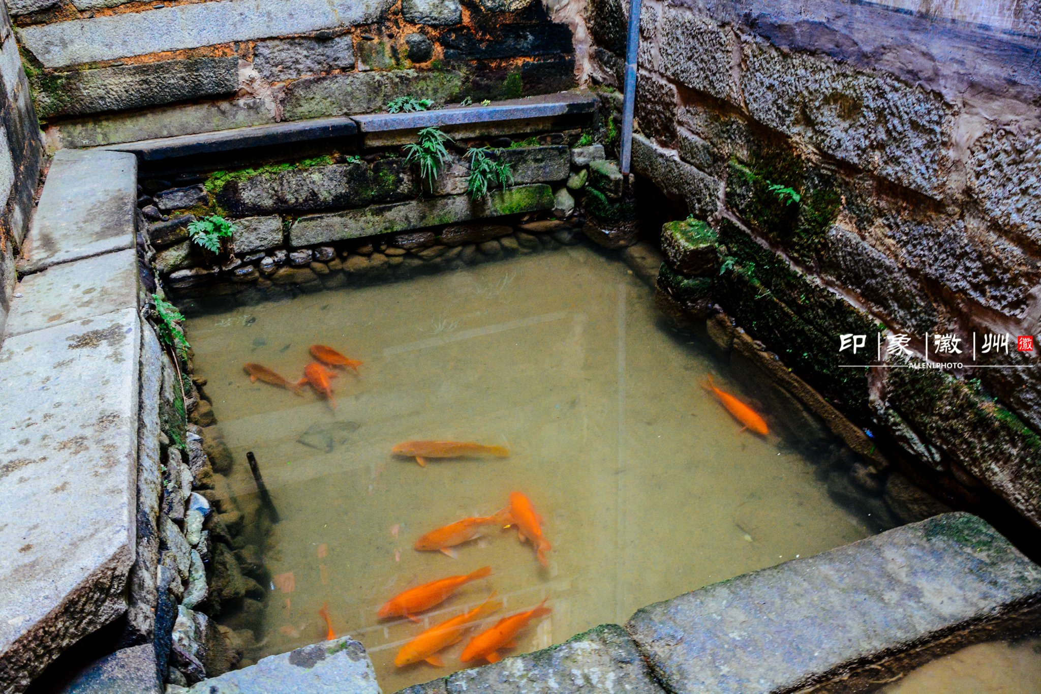 最让人称奇的的是后面的鱼塘厅,天井下留有一汪鱼池,既充分利用了空间