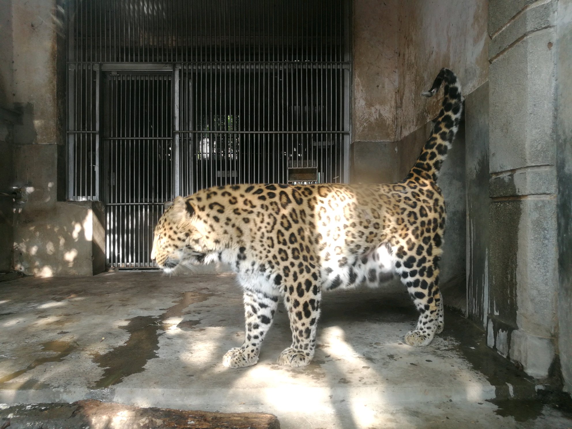 2022成都动物园游玩攻略,虽然门票价很便宜,但是动物.【去哪儿攻略】