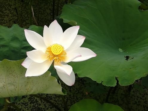 微山湖国家湿地景区