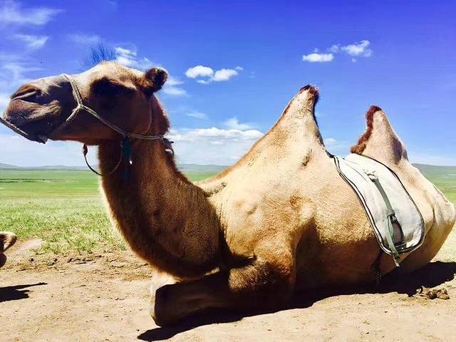 呼伦贝尔大草原省钱高配深度游,塑料姐妹花和