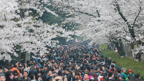 武汉大学