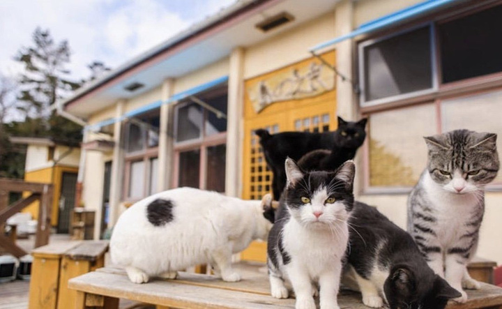 2021田代人甚至把自己的房子也建造成猫的模样 看起来十分有趣 可以说是田代岛上一道独特的风景 田代岛 评论 去哪儿攻略