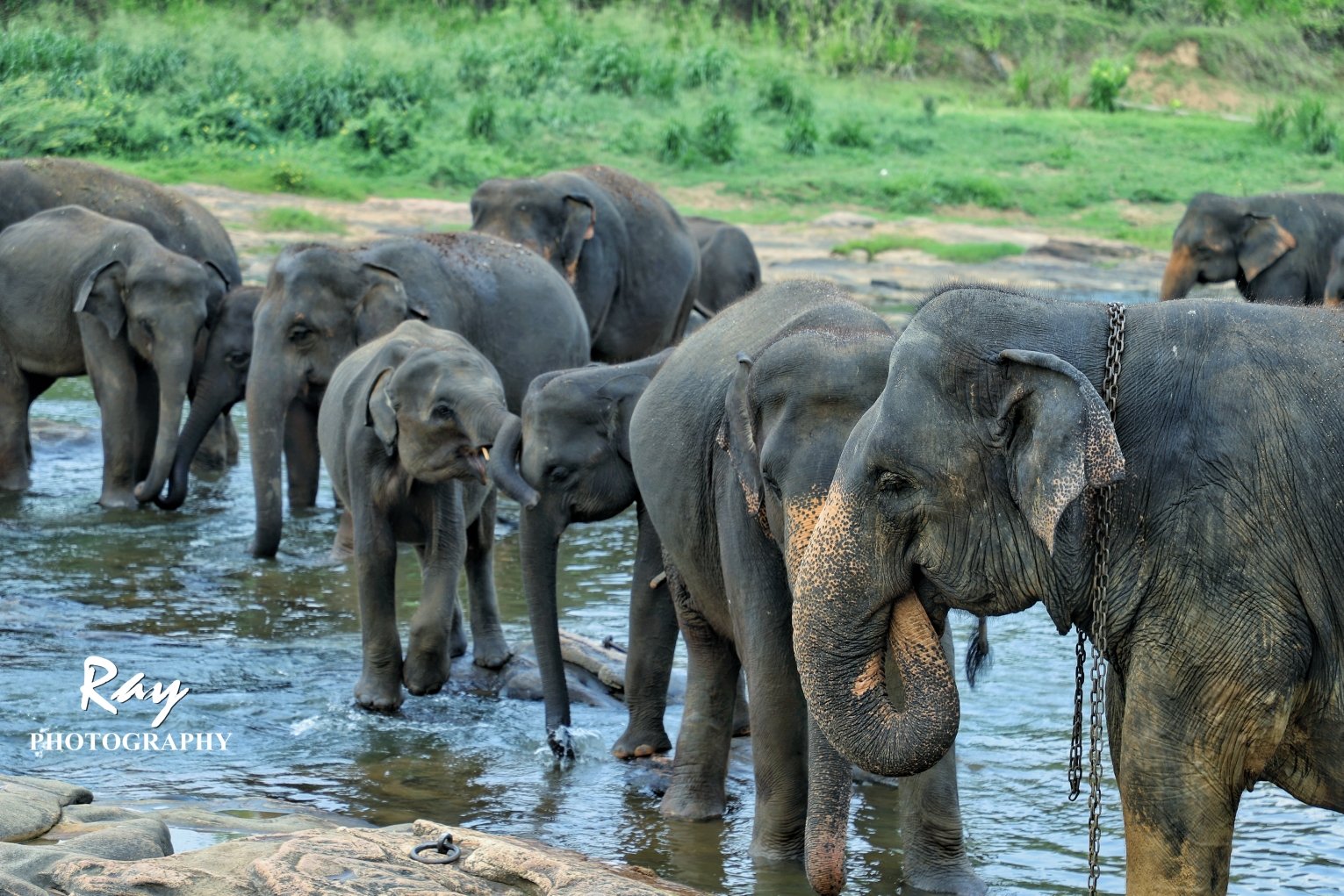 2018品纳维拉大象孤儿院游玩攻略,.喂食,给大象