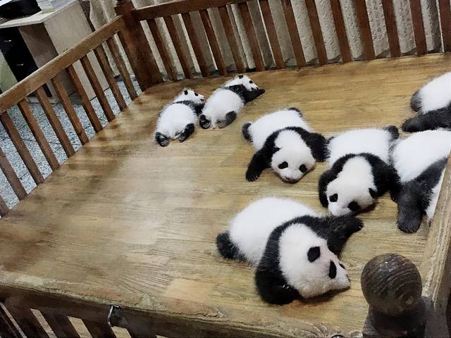 大熊猫月亮产房