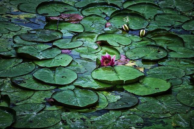莼鲈之思中餐厅