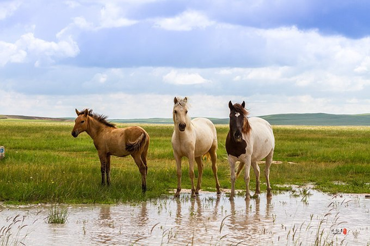 牛羊游动,加上蒙古包缕缕的炊烟与缓缓行驶的勒勒车,定会使溶入大自然