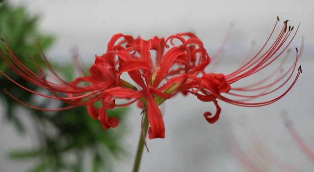 江门-大圣寺两日静心之旅