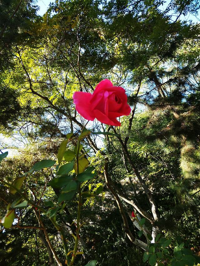 十月,胶州半岛,一段未知的行程