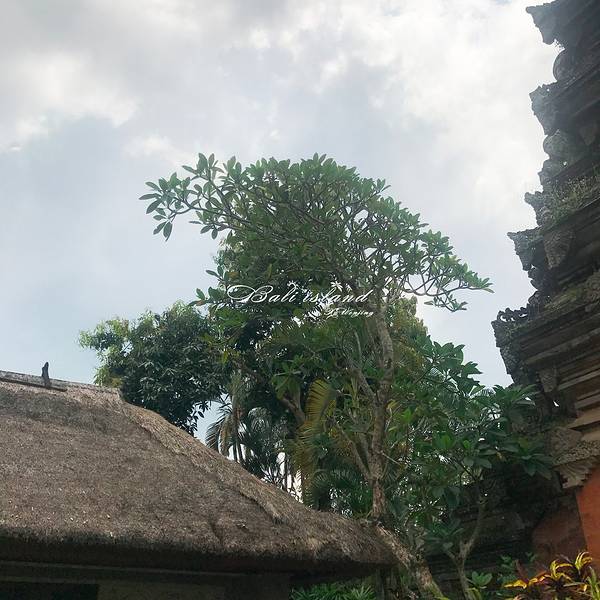 2018乌布集市购物攻略,巴厘岛乌布集市购物中