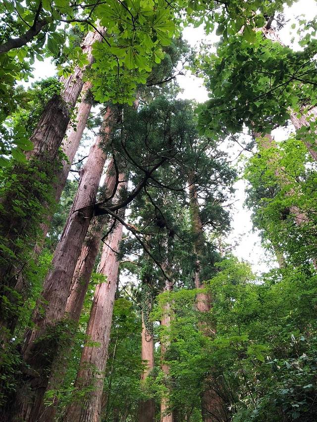 在参天杉树林中,国宝五重塔静静地耸立着。如果不是下午才来,真想沿着