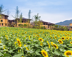 2小时自驾，宿野奢酒店，赏最美菊展