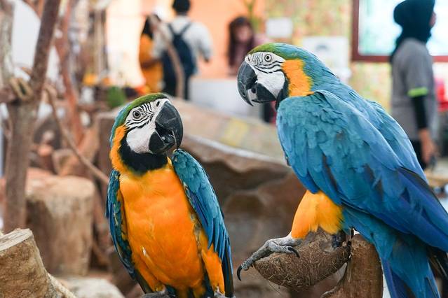 兰卡威野生动物园