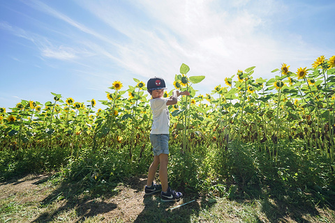 富良野旅游景点攻略图