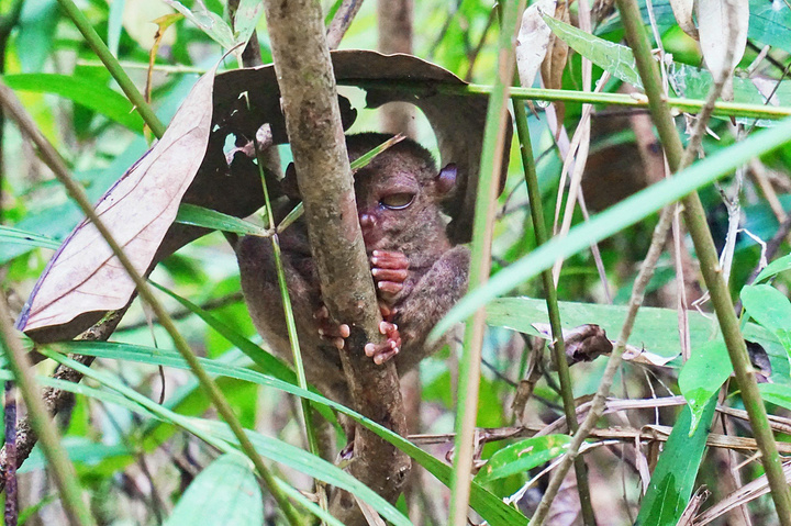 说是保护区,但里面的环境和设施都十分的原始_眼镜猴游客中心"的