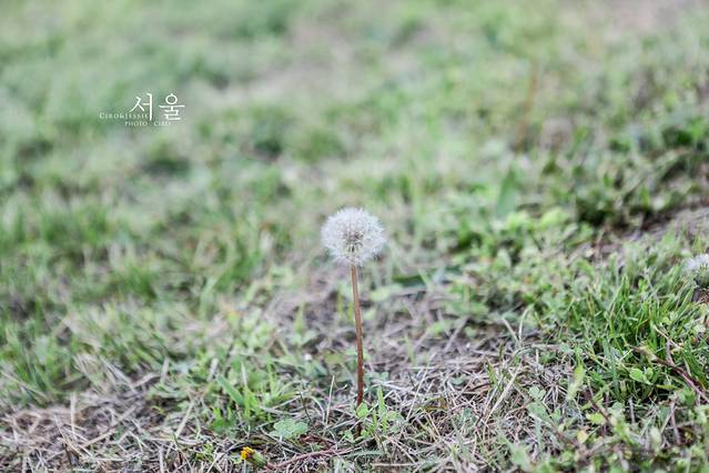 汝矣岛汉江公园