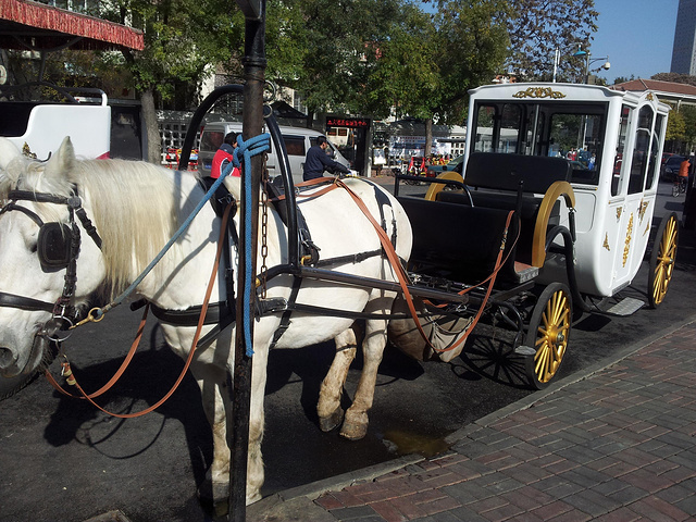 坐白马车畅游五大道