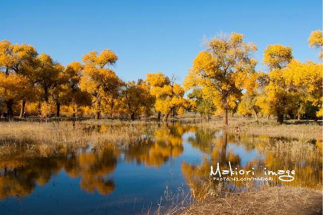 额济纳胡杨林旅游区
