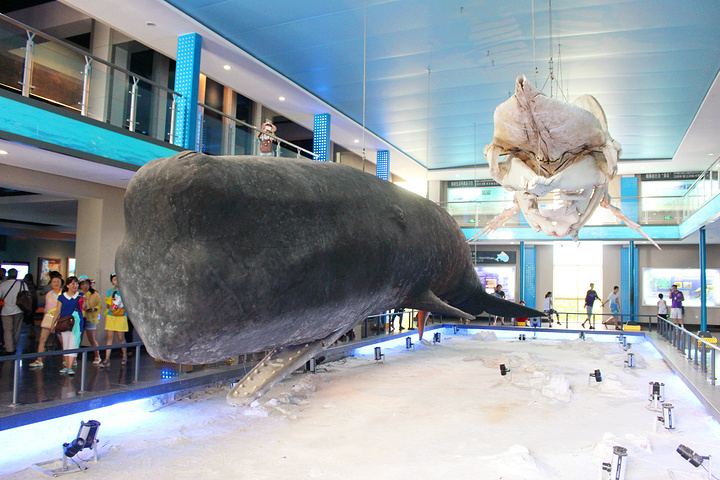岛上有个鲸鱼博物馆