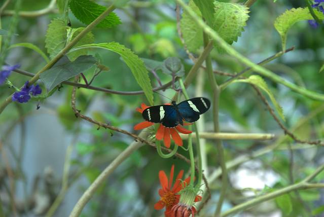 加利福尼亚州科学院