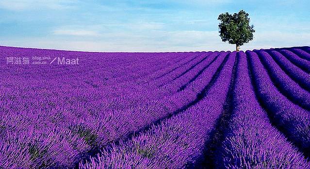 日日夜夜,心心念念——普罗旺斯