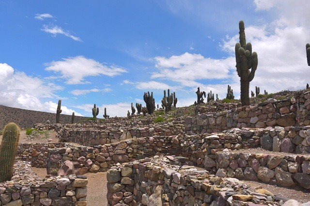 草泥马和中指仙人掌图片
