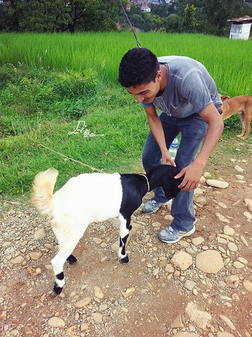 小萌羊~千年古树啊.rush像不像印度人.