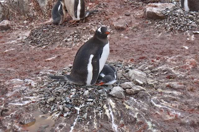 库佛维尔岛图片