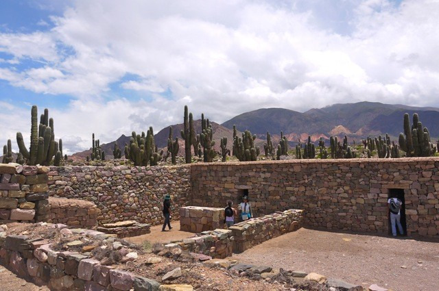 草泥马和中指仙人掌图片