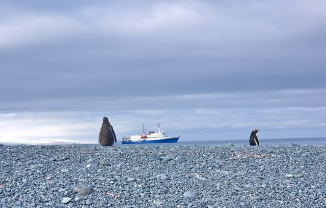 南极的原住民们图片