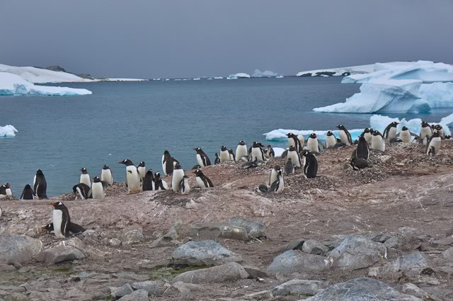 库佛维尔岛图片