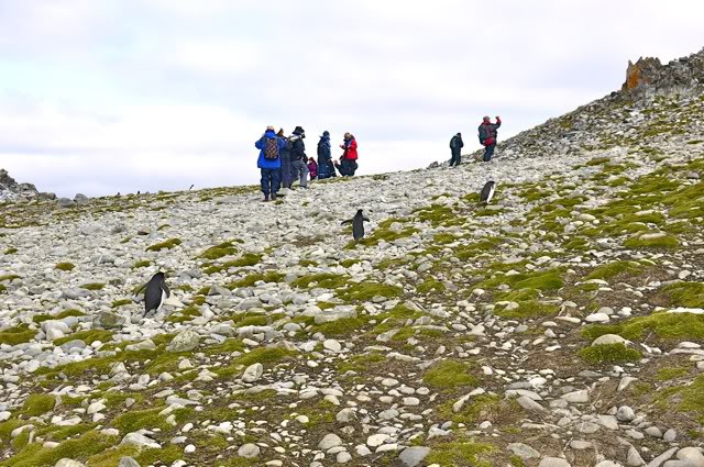 南极的原住民们图片