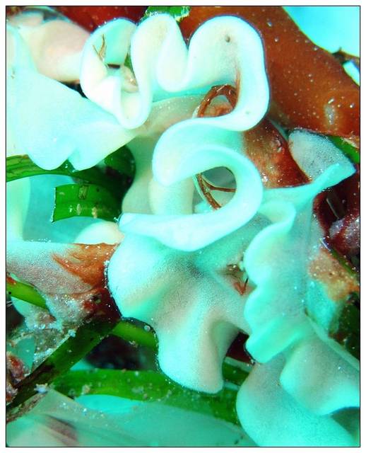 这个像被削下来的水果皮,实际上是这种海兔产的卵.