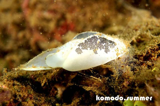 最爱海兔--潜水海兔篇