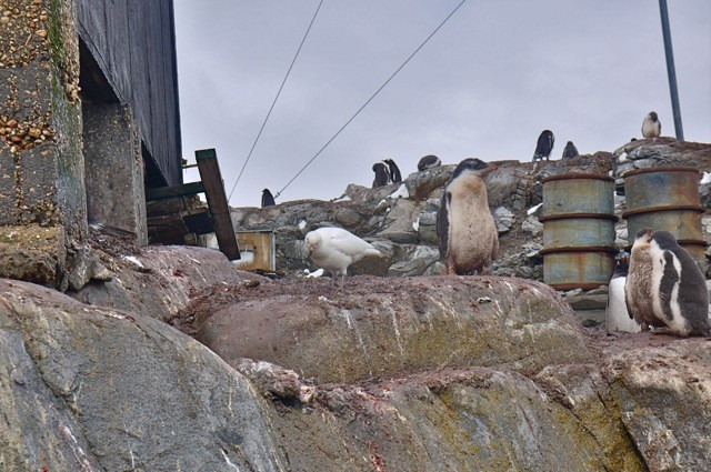 洛克罗伊英国站图片