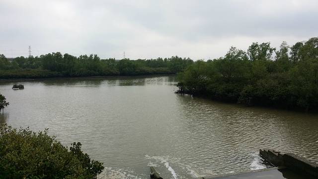 广东湛江红树林国家级自然保护区