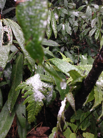 仙境呀!冰天雪地 over~兴奋不已.山下真是绿油油.