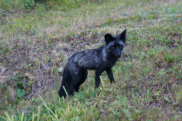 建造的一家星级酒店,看着很有阵势的样子 回程路上居然又遇到黑狐了!