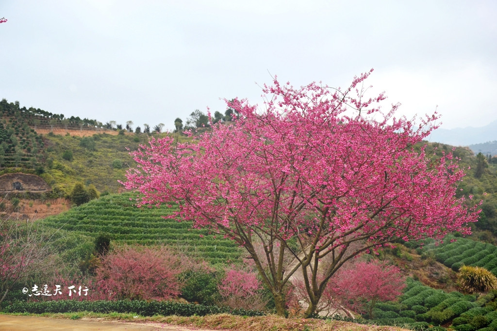 永福地处闽西南结合部,属漳平市,四周群山环抱,一马平川,海拔755米.