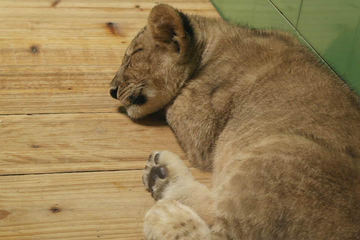 大马戏真的非常精彩_长隆野生动物世界评论 -