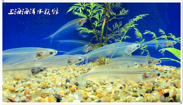 上海海洋水族馆