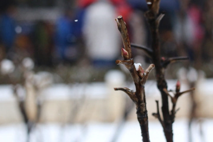 再就是可以前一天晚上在故宫博物院官网预定故