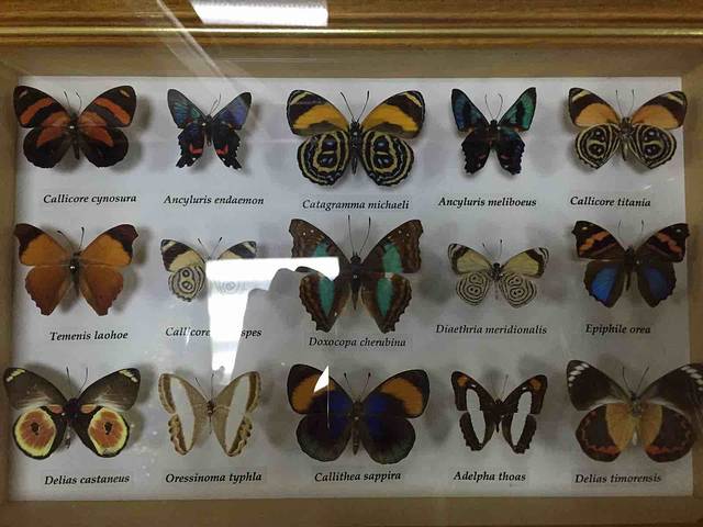 上海大自然野生昆虫馆（东方明珠•爬宠昆虫探索中心）