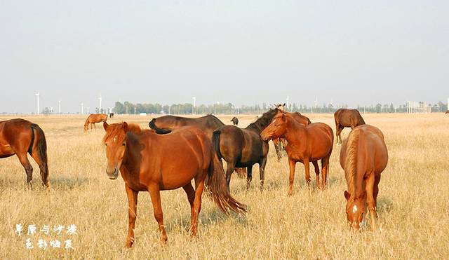 珠日河草原旅游区
